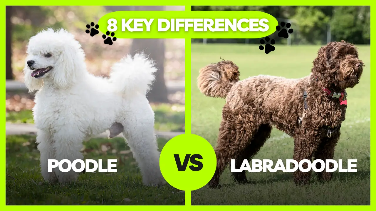 Poodle Vs Labradoodle_ 8 Key Differences