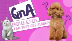 Poodles and Cats: Can They Get Along?