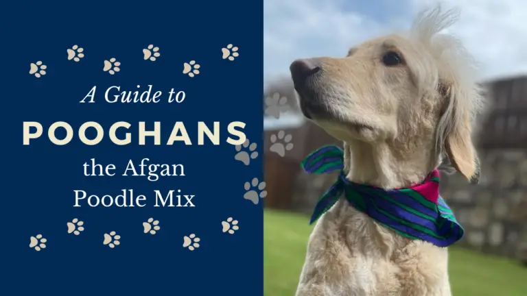 Pooghans_ A Guide To The Afgan Poodle Mix Breed