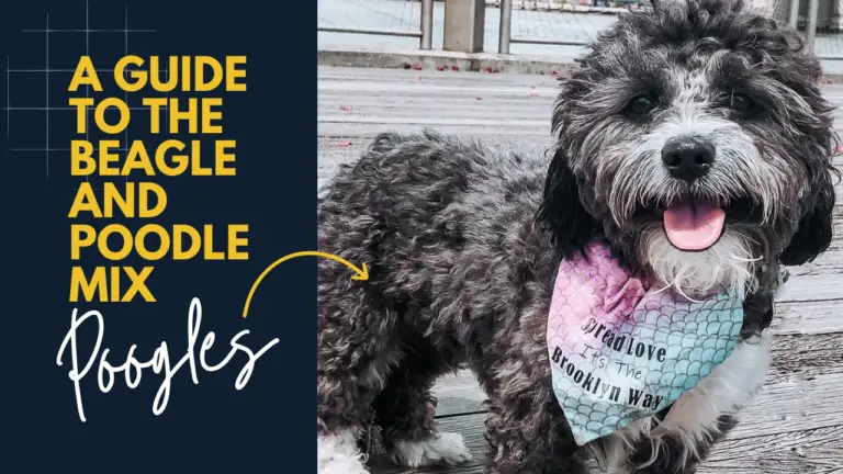Poogles_ A Guide To The Beagle And Poodle Mix