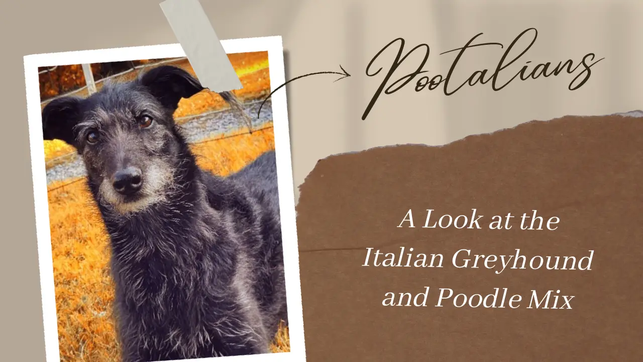 Pootalians_ A Look at the Italian Greyhound and Poodle Mix Breed