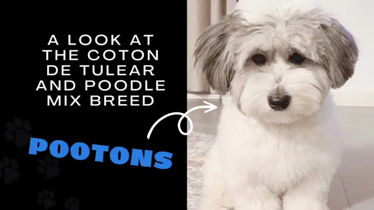 Pootons_ A Look At The Coton De Tulear And Poodle Mix Breed