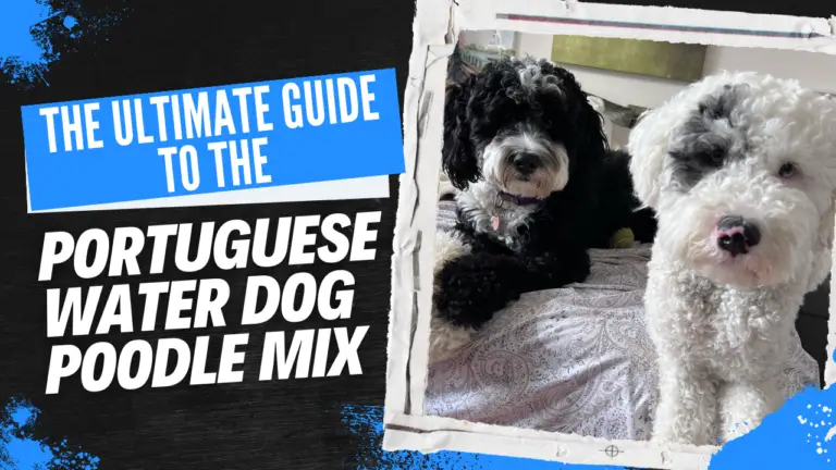 Portuguese Water Dog Poodle Mix_ The Ultimate Guide