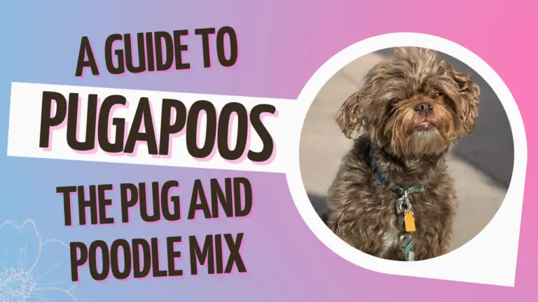 Pugapoos_ A Guide To The Pug And Poodle Mix
