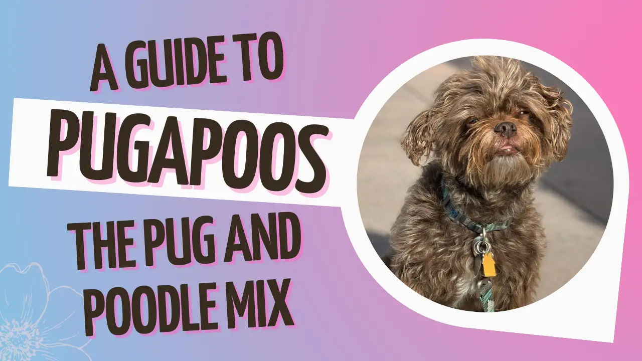 Pugapoos_ A Guide to the Pug and Poodle Mix