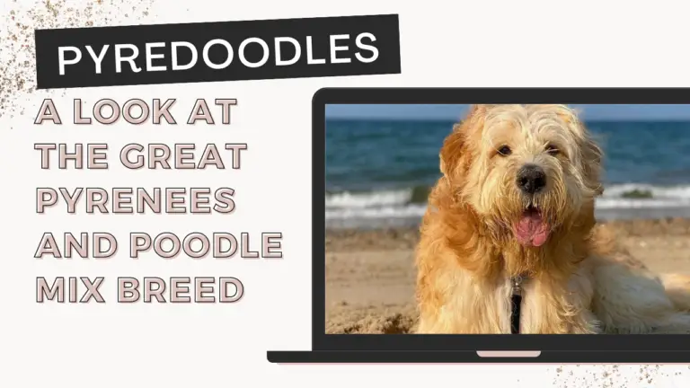 Pyredoodles_ A Look At The Great Pyrenees And Poodle Mix Breed