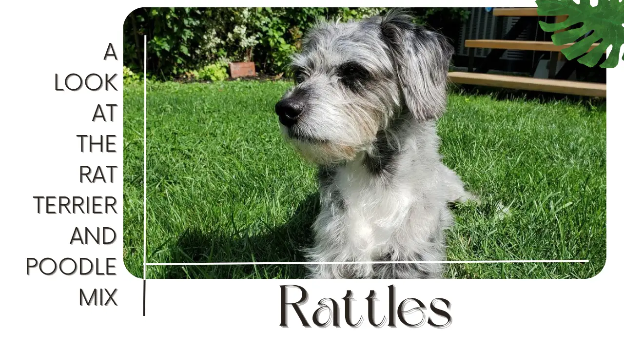 Rattles_ A Look At The Rat Terrier And Poodle Mix Breed
