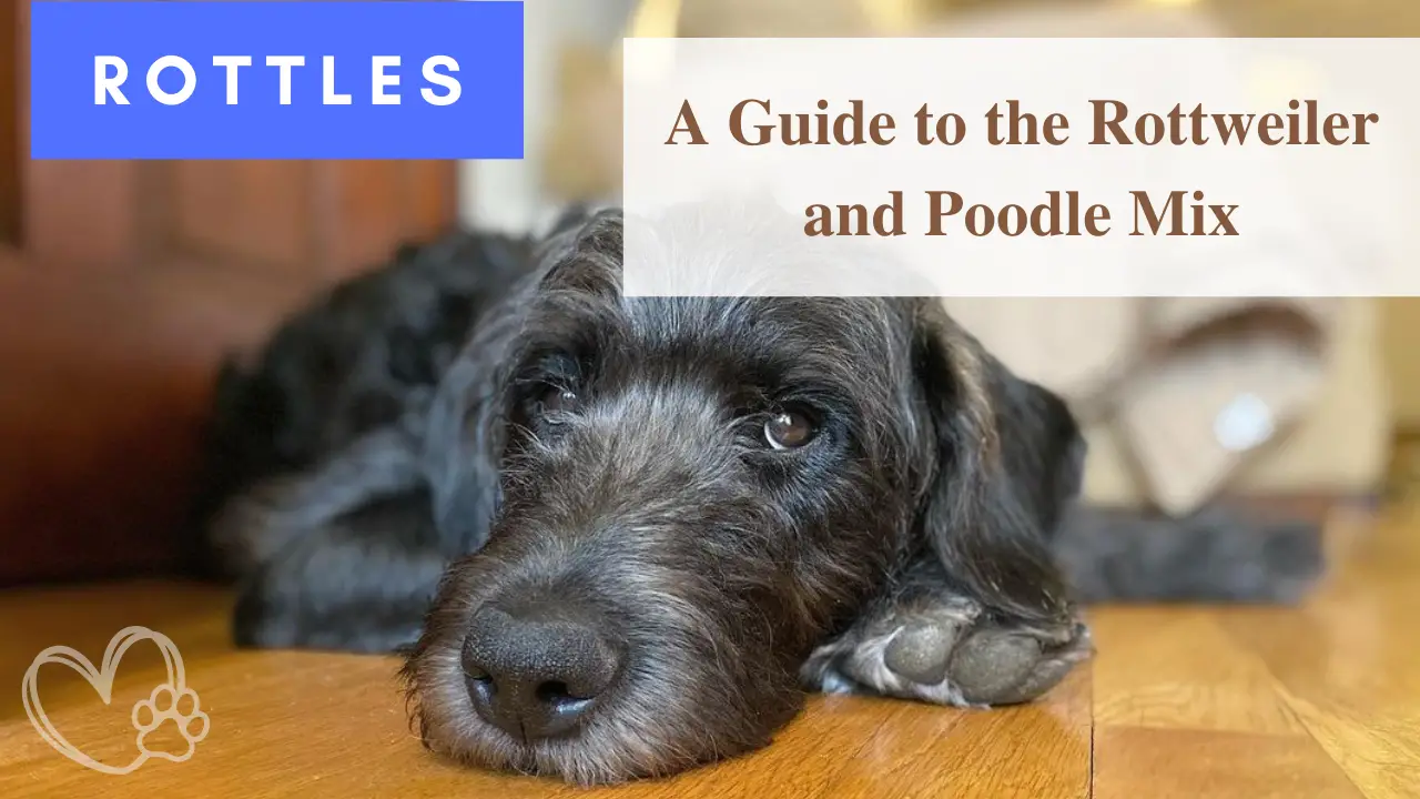 Rottles_ A Guide To The Rottweiler And Poodle Mix