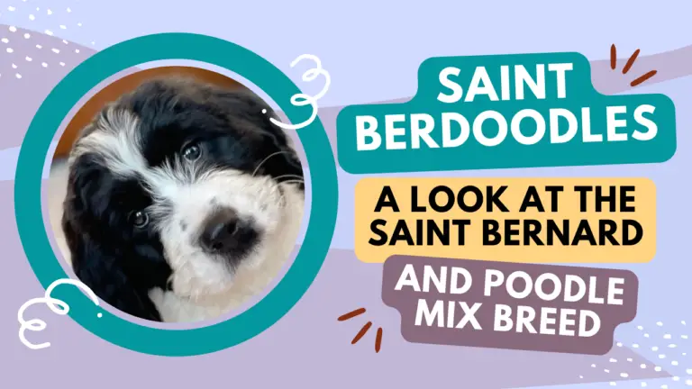 Saint Berdoodles_ A Look At The Saint Bernard And Poodle Mix Breed