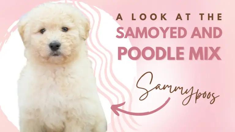 Sammypoos_ A Look At The Samoyed And Poodle Mix Breed