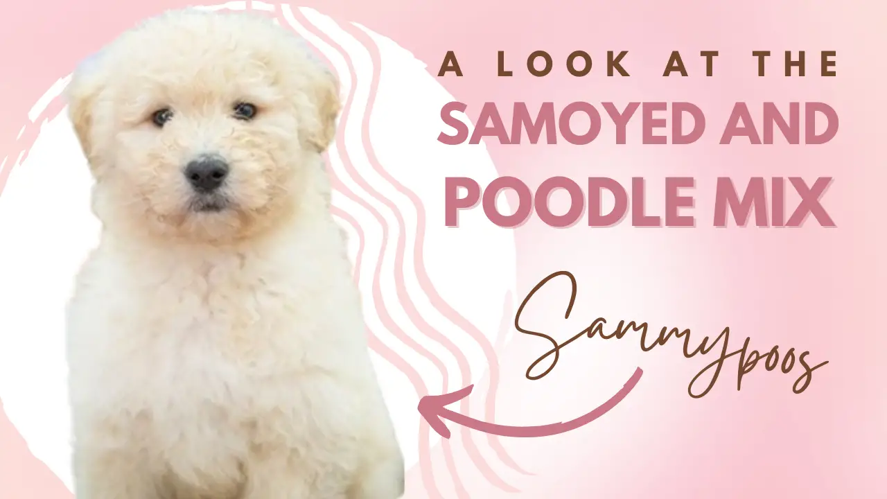 Sammypoos_ A Look At The Samoyed And Poodle Mix Breed