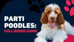 Parti Poodles: Full Breed Guide