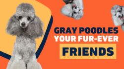 Gray Poodles - Your Fur-Ever Friends