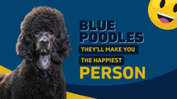 Blue Poodles - They'll Make You The Happiest Person