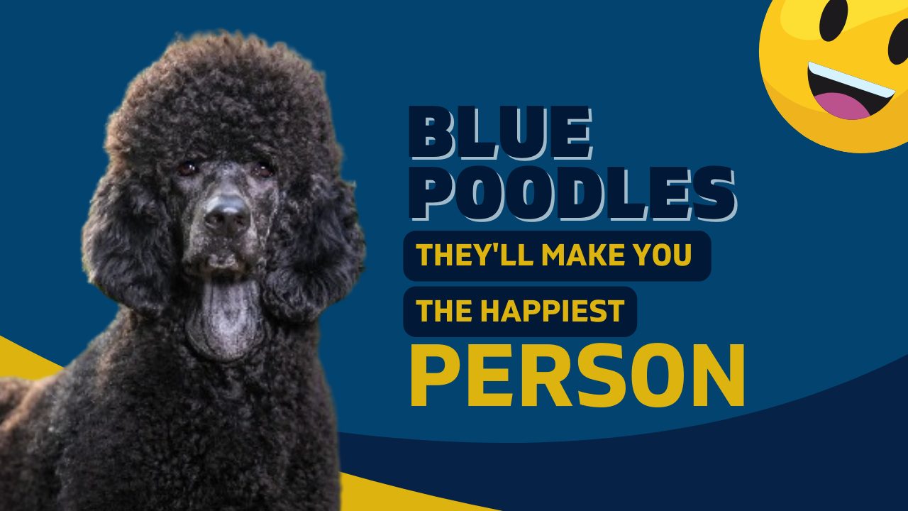 Blue Poodle