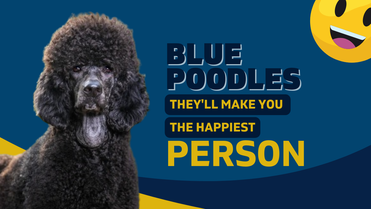 blue poodle