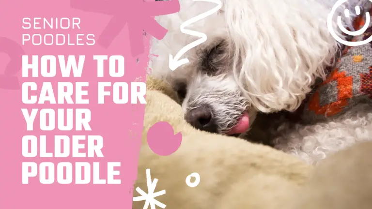 Senior Poodle_ How To Care For Your Older Poodle