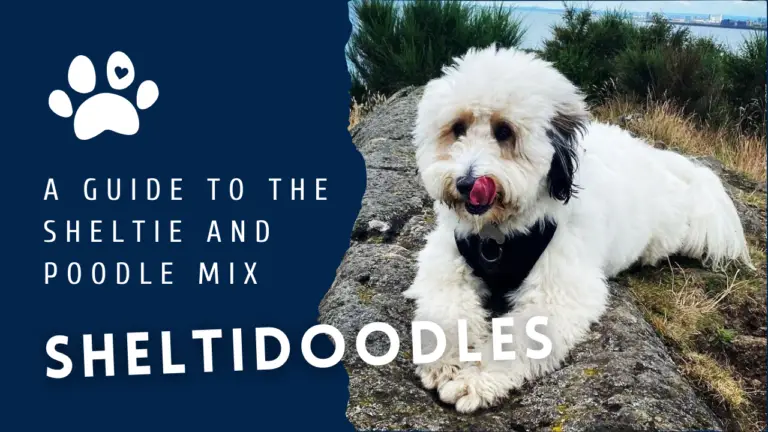 Sheltidoodles_ A Guide To The Sheltie And Poodle Mix