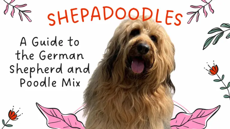 Shepadoodles_ A Guide To The German Shepherd And Poodle Mix