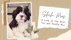 shih poo: shih tzu & poodle mix - 14 Things to Know
