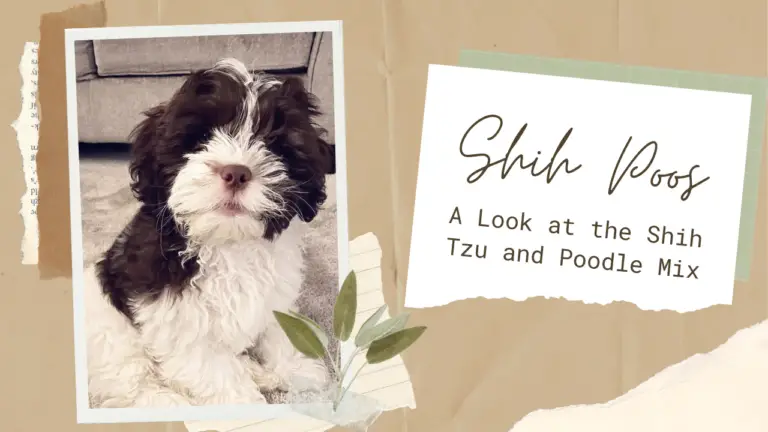 Shih Poos_ A Look At The Shih Tzu And Poodle Mix Breed