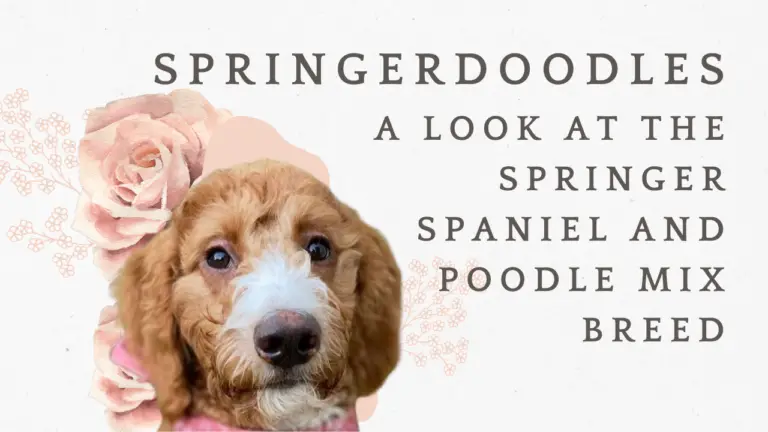 Springerdoodles_ A Look At The Springer Spaniel And Poodle Mix Breed