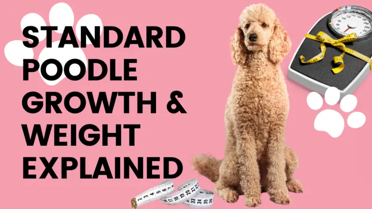 Standard Poodle Growth & Weight Explained