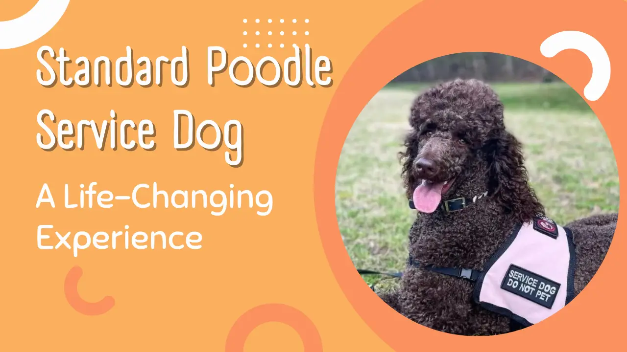 Standard Poodle Service Dog_ A Life-Changing Experience
