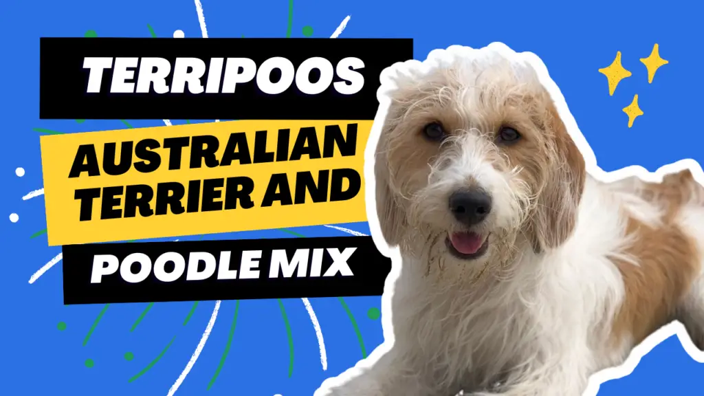 Terripoo - Australian Terrier Poodle Mix | PoodleHQ