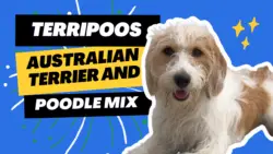 Terripoo - Australian Terrier Poodle Mix