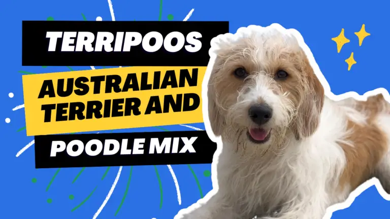 Terripoos_ A Look At The Australian Terrier And Poodle Mix Breed