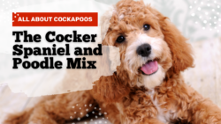 Cockapoo: Cocker Spaniel Poodle Mix