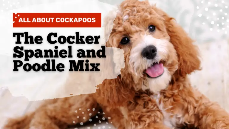 The Cocker Spaniel And Poodle Mix_ All About Cockapoos