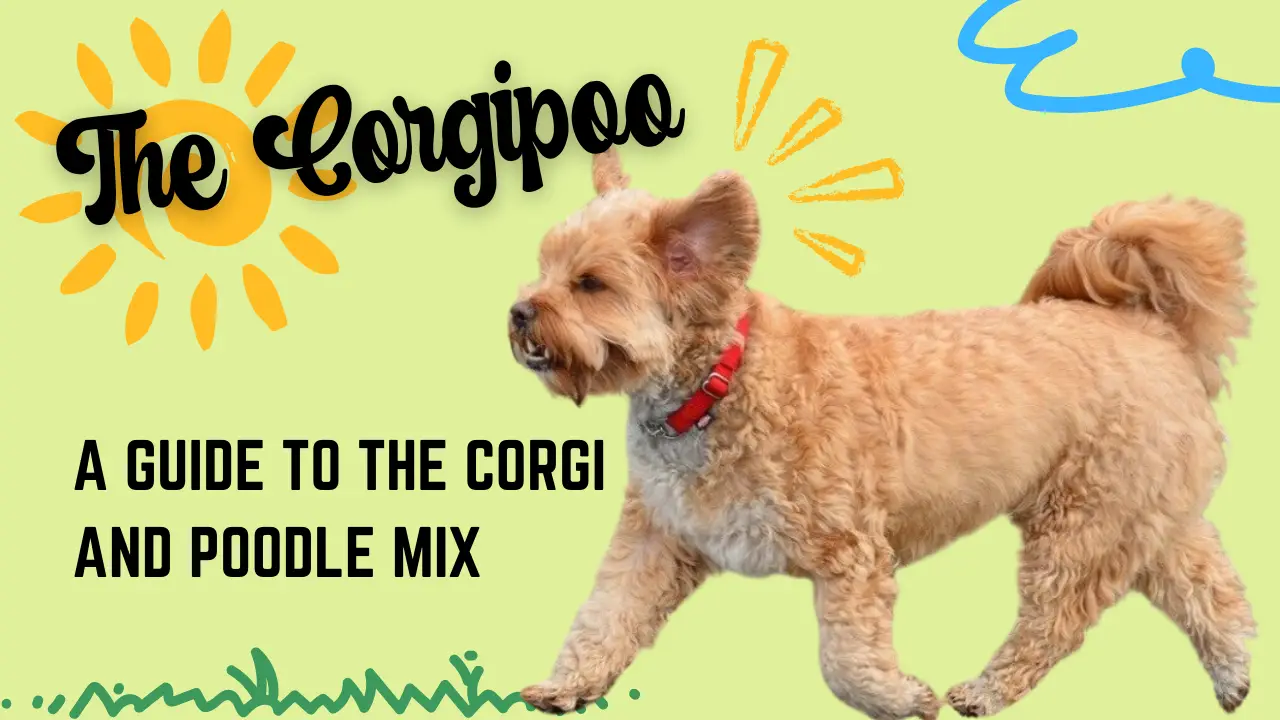 The Corgipoo_ A Guide To The Corgi And Poodle Mix