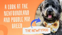 The Newfypoo Dog Breed - Newfoundland Poodle Mix
