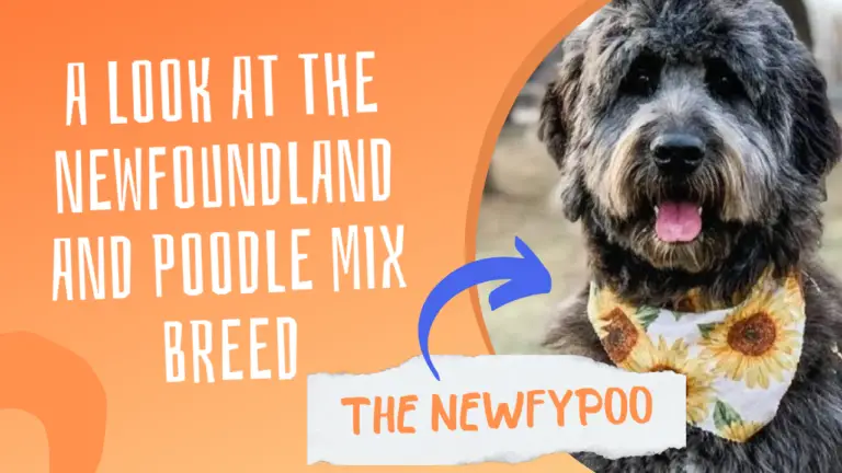 The Newfypoo_ A Look At The Newfoundland And Poodle Mix Breed