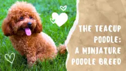 The Teacup Poodle: A Miniature Poodle Breed
