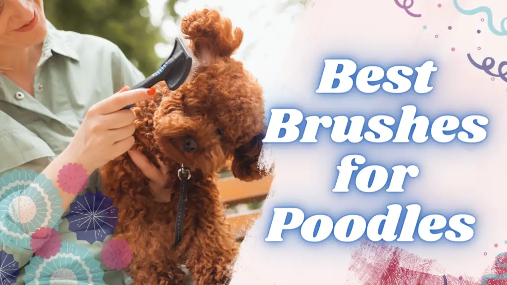 Top 3 Best Brushes For Poodles