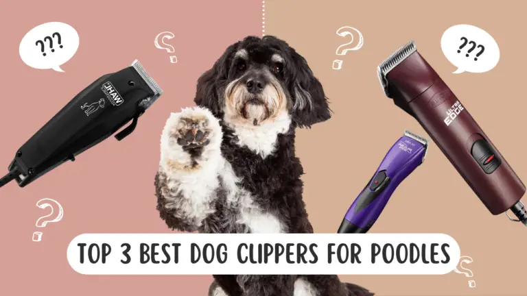 Top 3 Best Dog Clippers For Poodles
