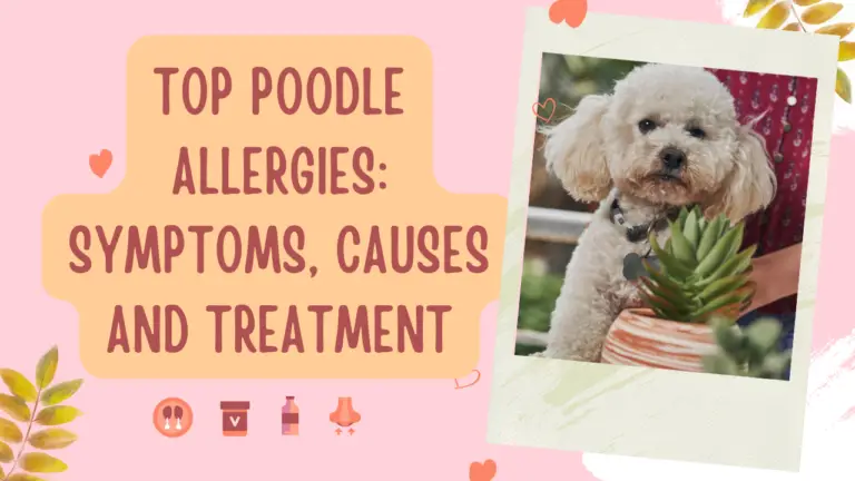 Top Poodle Allergies_ Symptoms, Causes And Treatment