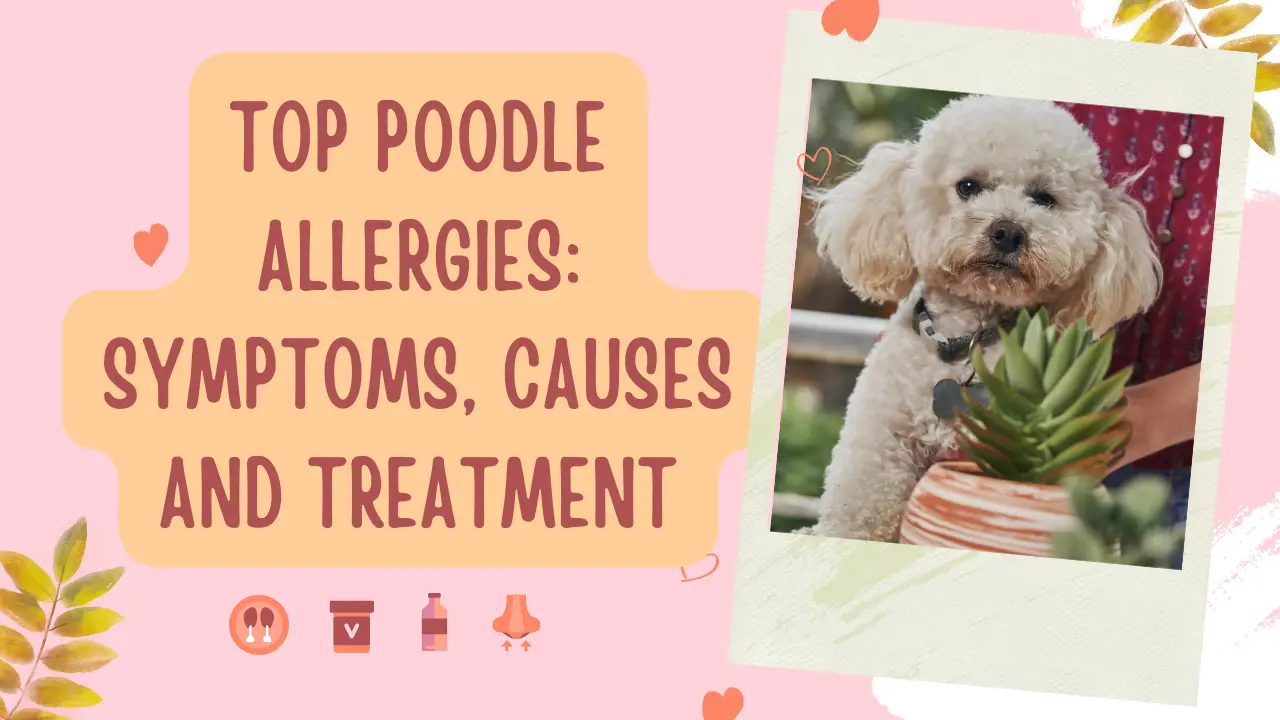 Top Poodle Allergies_ Symptoms, Causes and Treatment