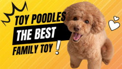 Toy Poodles - The Best Toy for an Entire Family