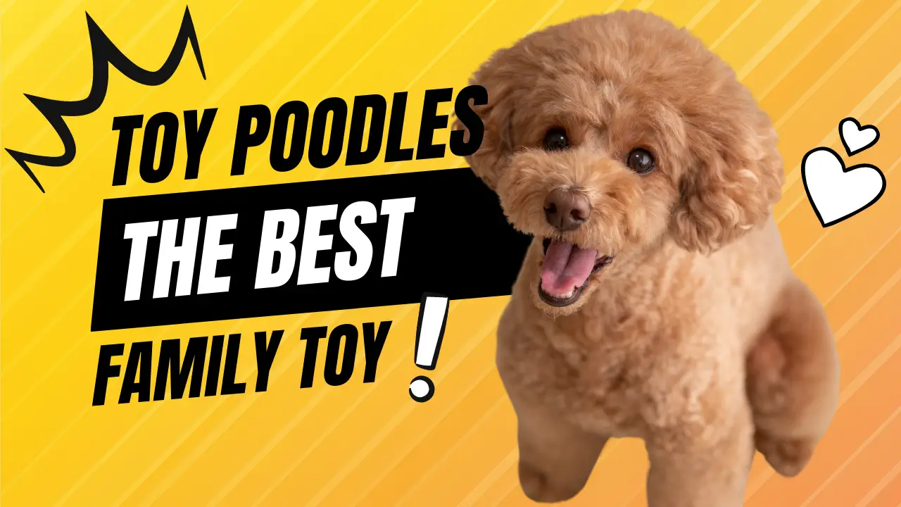 Toy Poodles - The Best Toy For An Entire Family