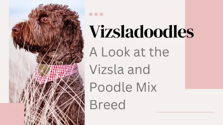 Vizsladoodles_ A Look At The Vizsla And Poodle Mix Breed