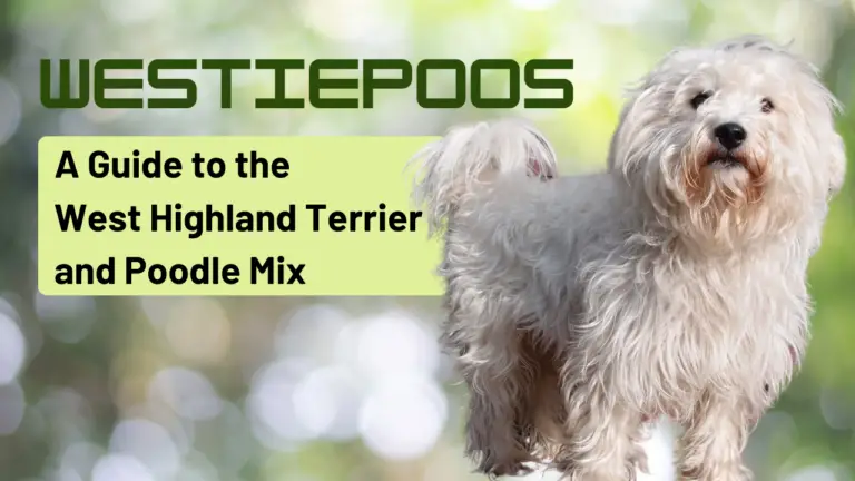 Westiepoos_ A Guide To The West Highland Terrier And Poodle Mix