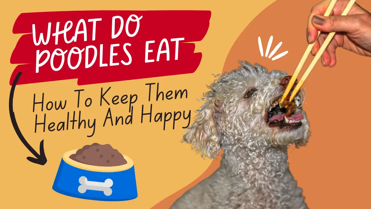 What Do Poodles Eat_ How To Keep Them Healthy And Happy
