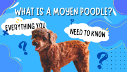 What is a Moyen Poodle: Everything You Need to Know