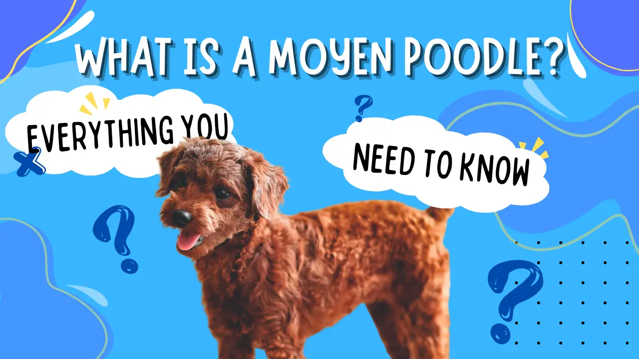 What Is A Moyen Poodle_ Everything You Need To Know