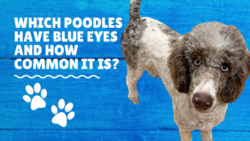 Which Poodles Have Blue Eyes and How Common It Is?