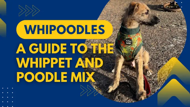 Whipoodles_ A Guide To The Whippet And Poodle Mix